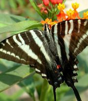 swallowtail_for_web2