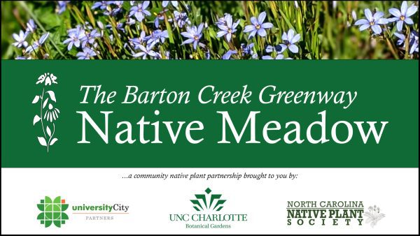 The Barton Creek Greenway Native Meadow