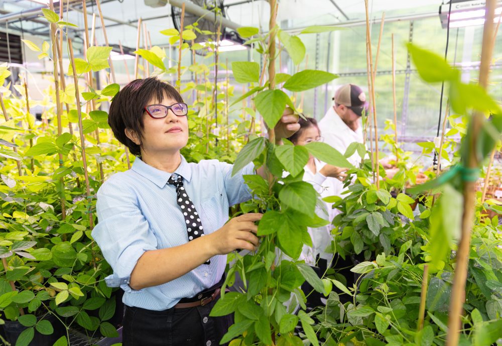 Bao-Hua Song examines a soybean plant