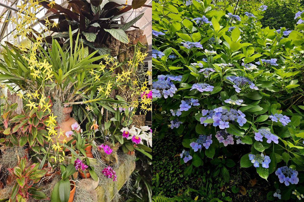 Flowers and plants inside the McMillian Greenhouse and a large bush with blue flowers in the outdoor garden.