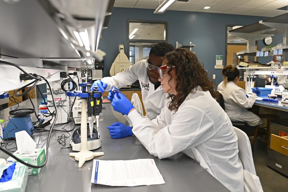 Two students in lab coats and gloves work with equipment in the lab.