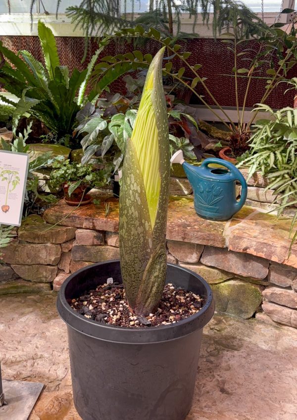 The green bulbous spike of the titan arum in the McMillan greenhouse.