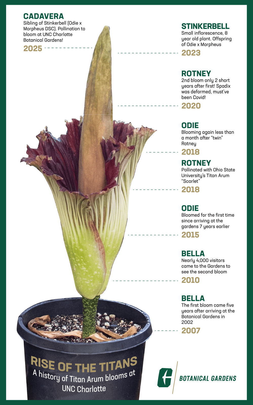 The timeline of titan arum blooms in the Botanical Gardens at UNC Charlotte.
Bella 2007, 2010
Odie 2015
Rotney and Odie 2018
Rotney 2020
Stinkerbell 2023