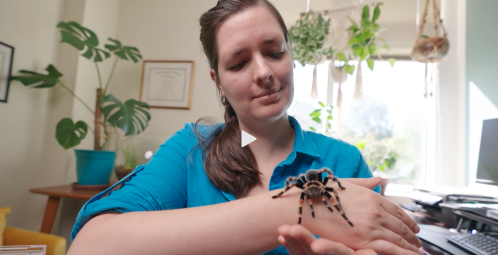 Stellwagen holding a spider.