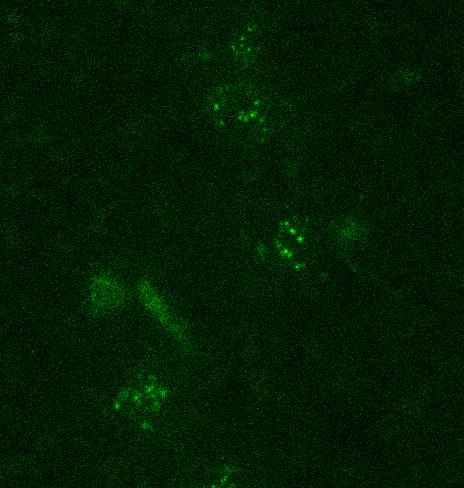 Tiny green dots of the visible molecules through the microscope.