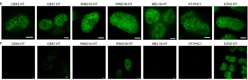 A figure from the paper published in Molecular Cell, showing many green glowing proteins.