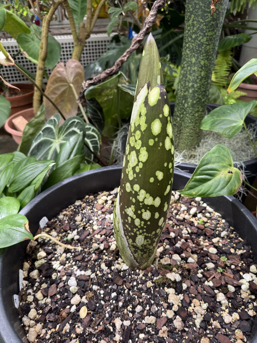 A green plant with lighter green spots emerges from a large pot, standing approximately a foot tall.