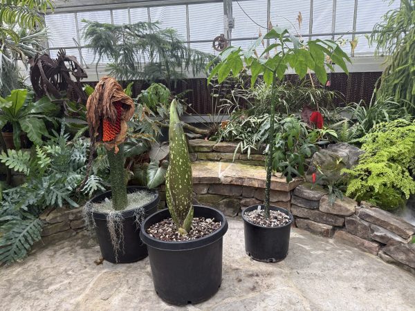 Three large potted titan arum plants in three different stages of growth cycle, one in leaf, one in before bloom and one in after bloom with fruit on the stem.