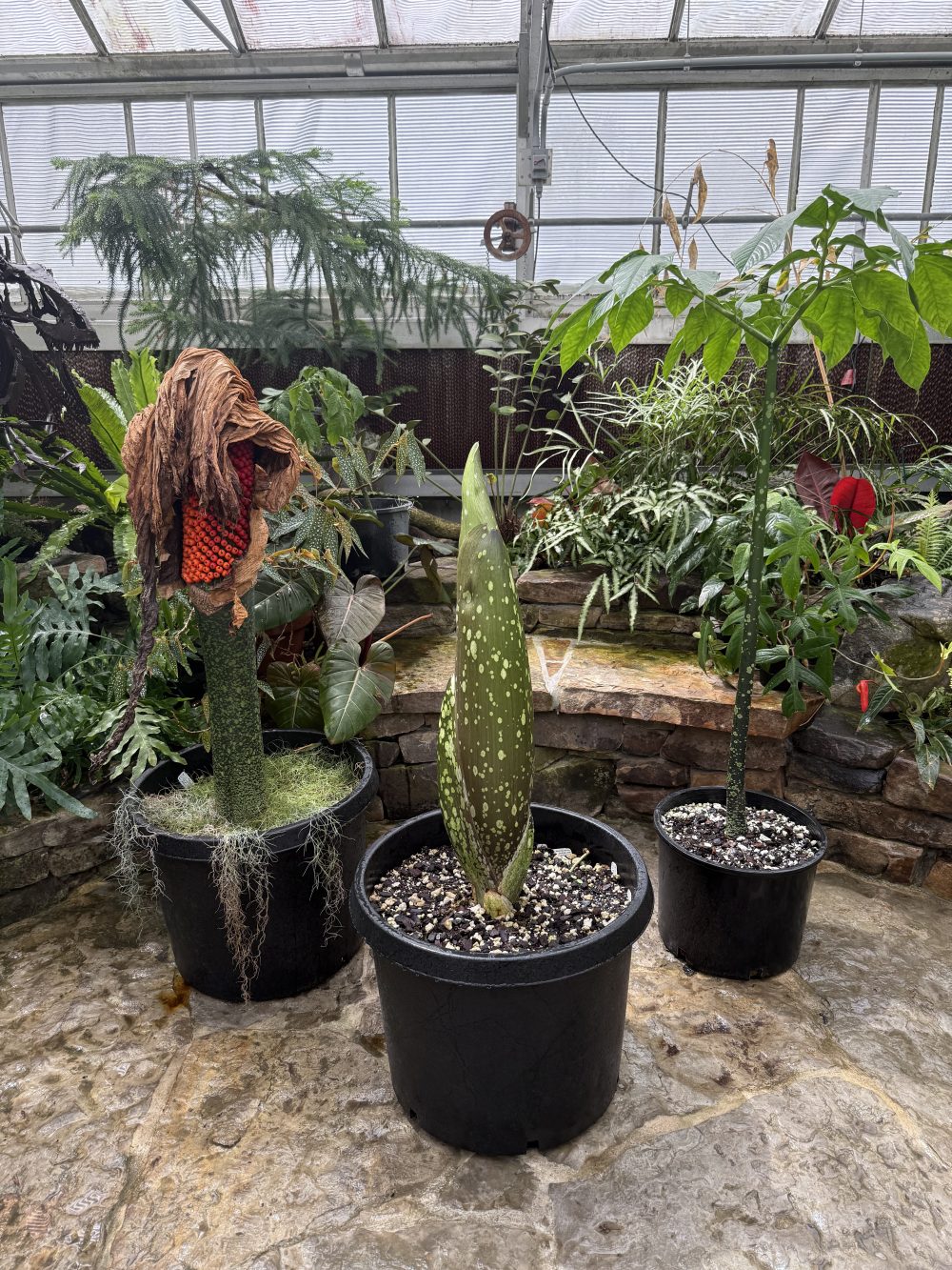 3 potted plants of titan arum in three different phases of the growth cycle, sit in the UNC Charlotte Botanical Gardens Dinosaur Room.  