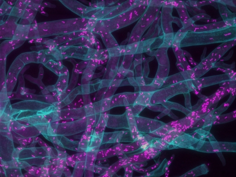 In a microscopic image, the blue tubes of the fungi branch off in different directions like tree limbs splitting into branches. Inside the tubes are hundreds of pink bacteria, scattered through in small sprinkles, with some tubes hosting more bacteria than others.