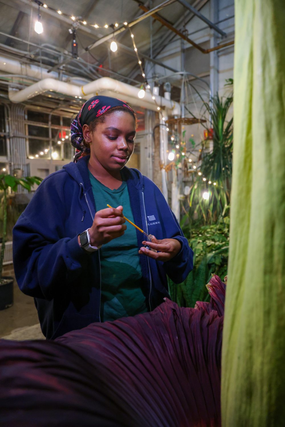 Aaryn Andrews carefully uses a brush to apply substance to a large, dark purple flower in a greenhouse setting.