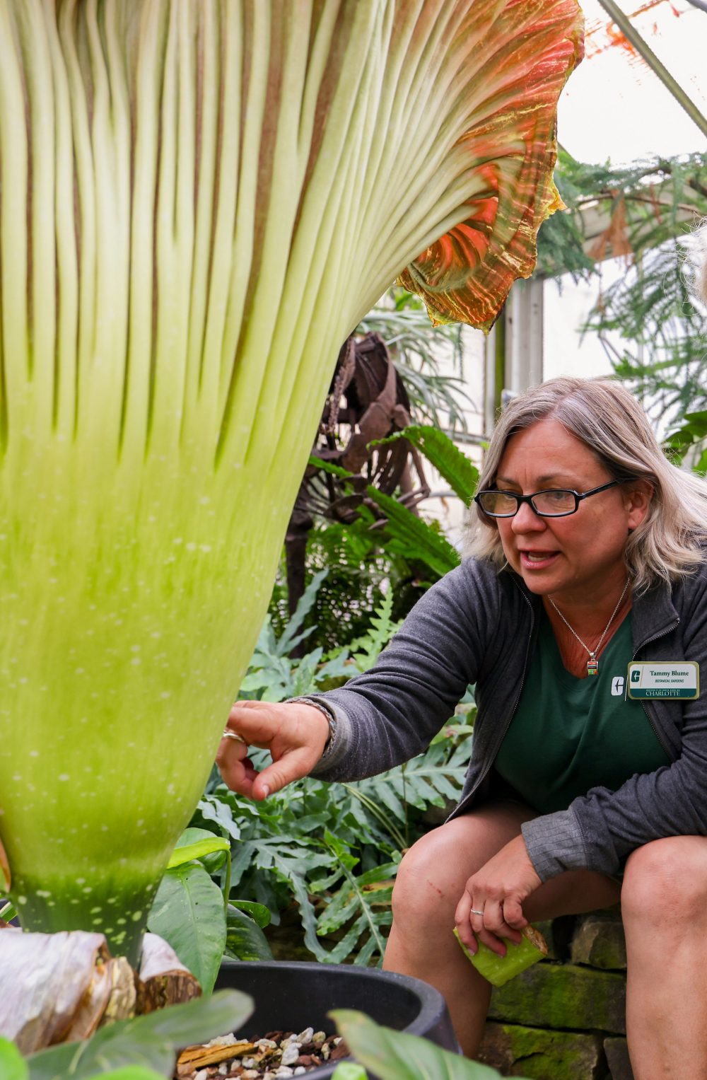Tammy Blume, Assistant Director of the UNC Charlotte Botanical Gardens, points at a Titan Arum corpse flower in the greenhouse.