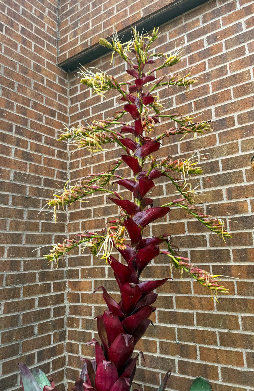A close up of the flower spike of Dolly the Bromeliad in the UNC Charlotte Botanical Gardens. The plant sits in a corner of the carnivorous courtyard in the McMillan Greenhouse. The deep red inflorescence spike alternates left and right, with delicate flowers emerging from each piece.