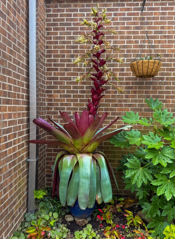Dolly the Bromeliad sits in a corner of the carnivorous courtyard in the McMillan Greenhouse of the UNC Charlotte Botanical Gardens. The large leathery leaves spill over the pot and the flower spike extends many feet in the air.